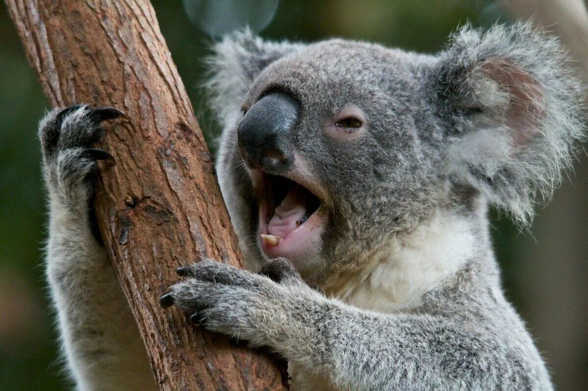 Самое говорящее животное. Отряд сумчатые коала. Сумчатый медведь коала Австралия. Мишка коала. Сумчатые медведи Австралии.