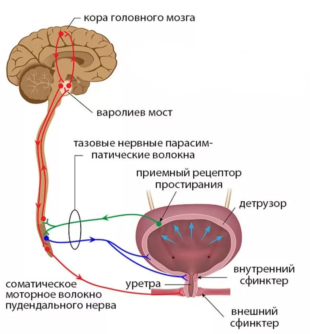 Область мочевого пузыря у мужчин. Нейрогенно мочевой пузырь. Нейрогенная дисфункция мочевого пузыря. Гипорефлекторный мочевой пузырь. Нейрогенный гиперрефлекторный мочевой пузырь.