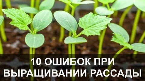 Рассада огурцов тонкая и длинная что делать