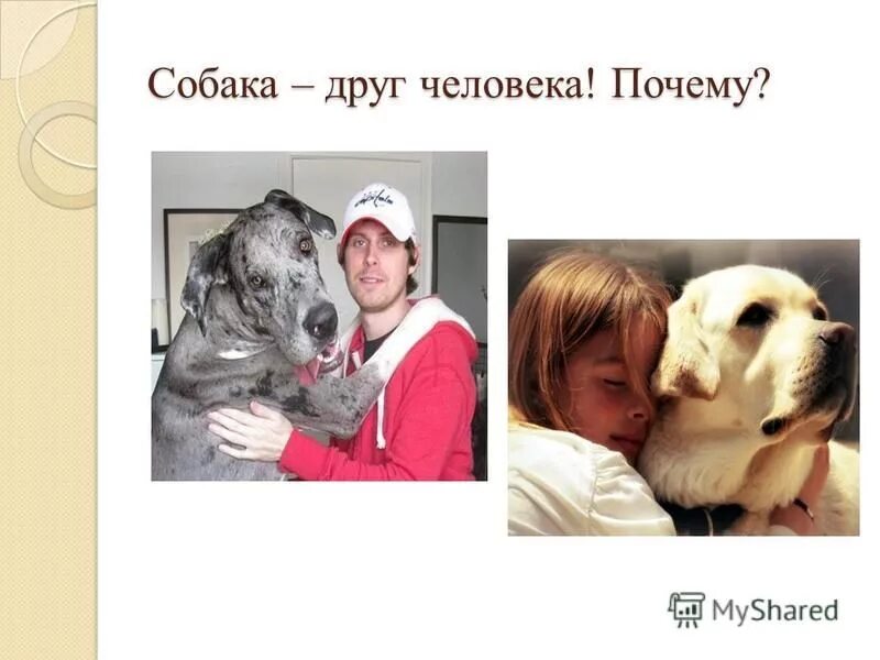 доклад на тему собака друг человека. проект собака друг человека. собака друг человека презентация. почему собаке друг. собака верный друг.