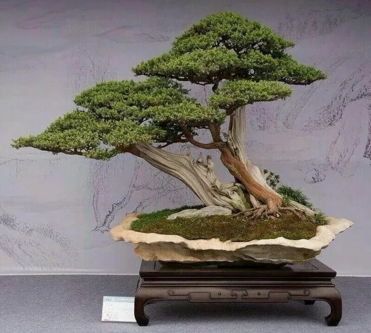 Стиль фукинагаси бонсай. Бонсай тюхин. Формы бонсай. Хан кенгай бонсай. Мирт бонсай.