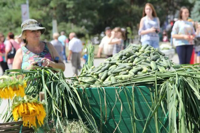 День огурца ростов. День огурца станица Багаевская. Фестиваль огурца в Багаевской. День огурца в Багаевской. День огурца Ростовская область.