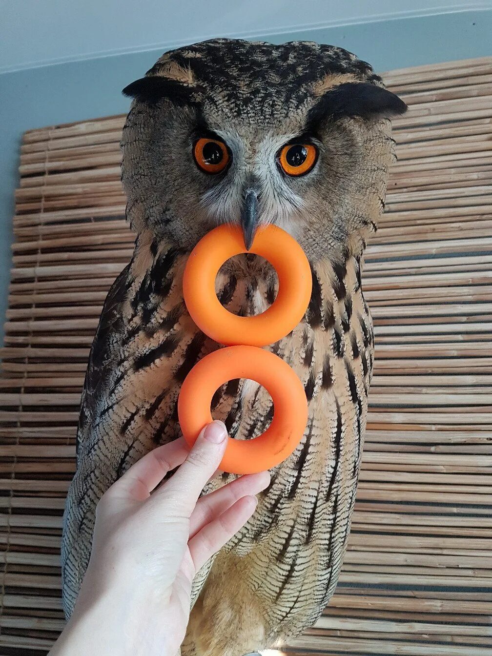 разноцветные совята из дерева. сувенир "сова. сова выглядывает из-за угла. текстильная игрушка сова. филина 8.