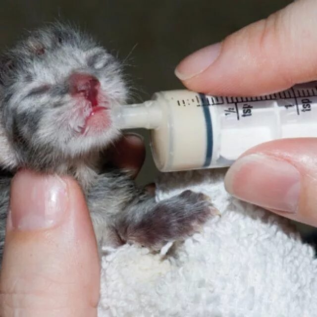 Котенок пьет молоко. Для выкармливания котят. Кормление новорождённого котёнка. Маленькие слепые котята. Как выкормить котенка.