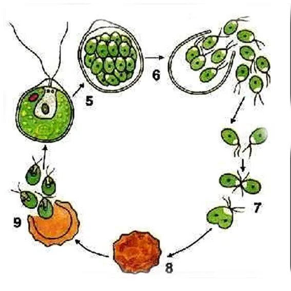 Какой способ размножения хламидомонады. Зигота хламидомонады. Жизненный цикл хламидомонады. Гаметы хламидомонады. Жизненный цикл хламидомонады рисунок.