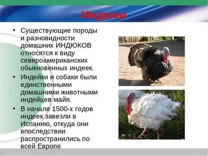 Индюк особенности