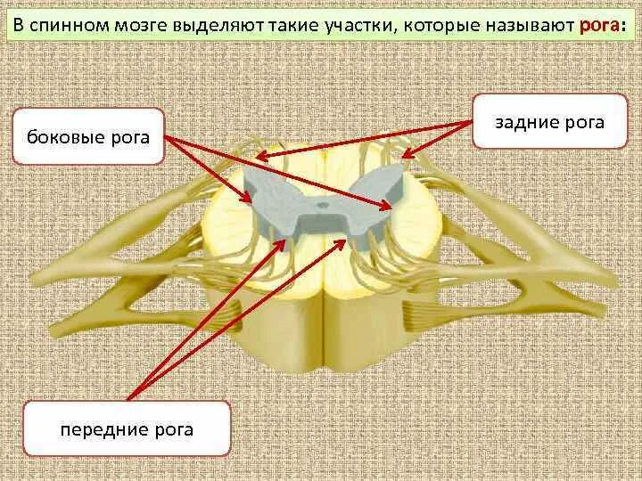 В спинном мозге выделяют. Строение боковых Рогов спинного мозга. Структура спинного мозга задние рога. Передние задние и боковые рога спинного мозга. Передние рога и задние рога спинного мозга.