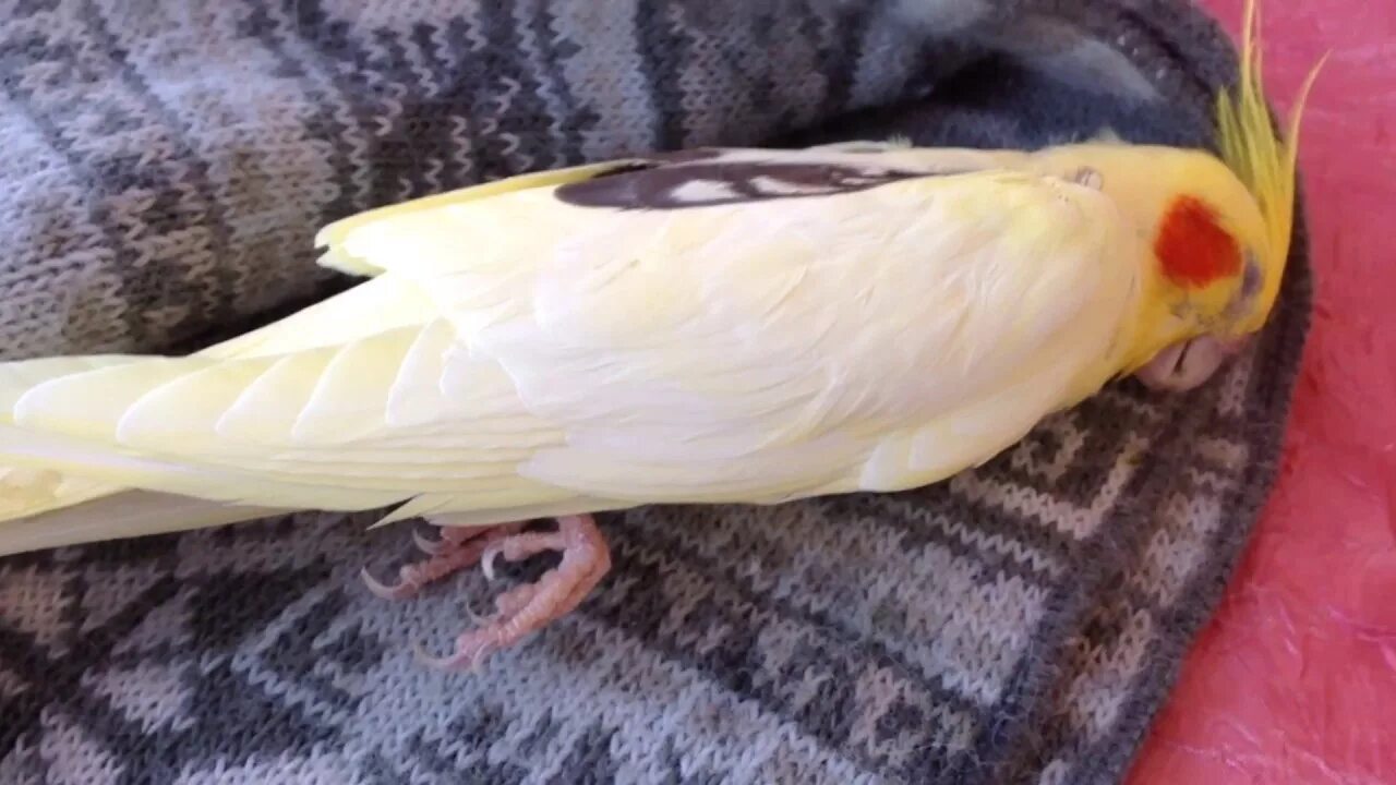 Корелла альбинос. Линька у попугаев корелла. Корелла на руке. Корелла птенец. Нимфа попугай фото.
