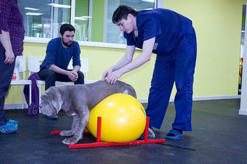 Ветеринар реабилитолог. Ветеринарный реабилитолог москва. Ветеринарная реабилитация картинки. Ветеринарный реабилитолог. Забота о животных.