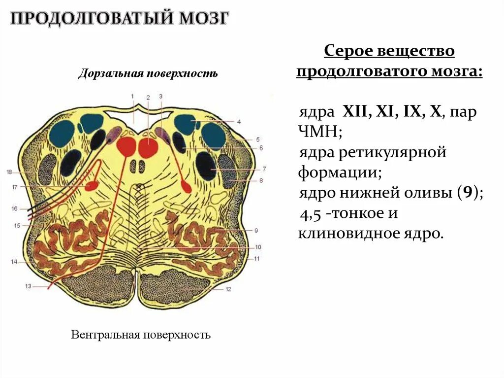 Ядра серого вещества продолговатого мозга схема. Внутреннее строение продолговатого мозга ядра. Поперечный срез продолговатого мозга ядра. Ядра продолговатого мозга 12 пара.