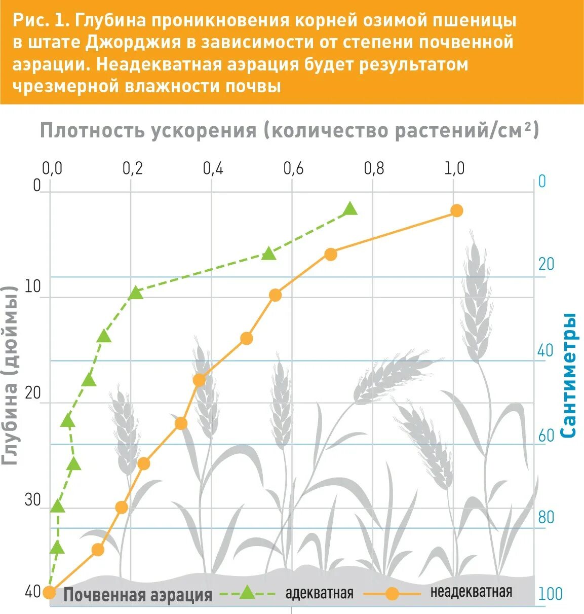 График урожайности. Глубина корня озимой пшеницы. Зависимость урожайности от количества удобрений график. Урожайность пшеницы в зависимости от осадков. Влияние температуры на рост пшеницы.