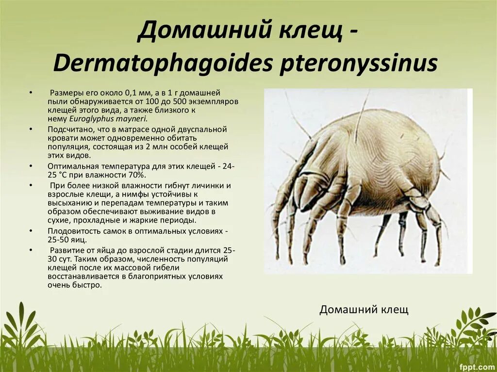 Клещ Dermatophagoides farinae. Домашний клещ –Dermatophagoides pteronyssinus. Клещ Dermatophagoides pteronyssinus аллергия. Клещи домашней пыли Дерматофагоидес.