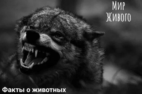 Песня злые волки а ты заблудшая барашка
