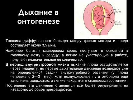 Усвоение фонетических норм в онтогенезе