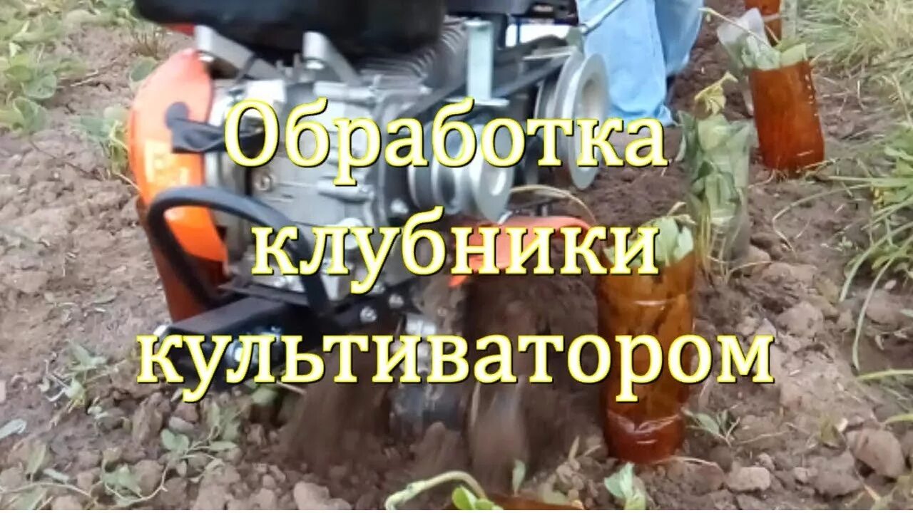 Обработка клубники видео. Обработка клубники мотоблоком междурядий. прополки и рыхление клубники. трактор для обработки клубники. культиватор для клубники на трактор.