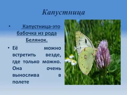 Сколько живут бабочки капустницы