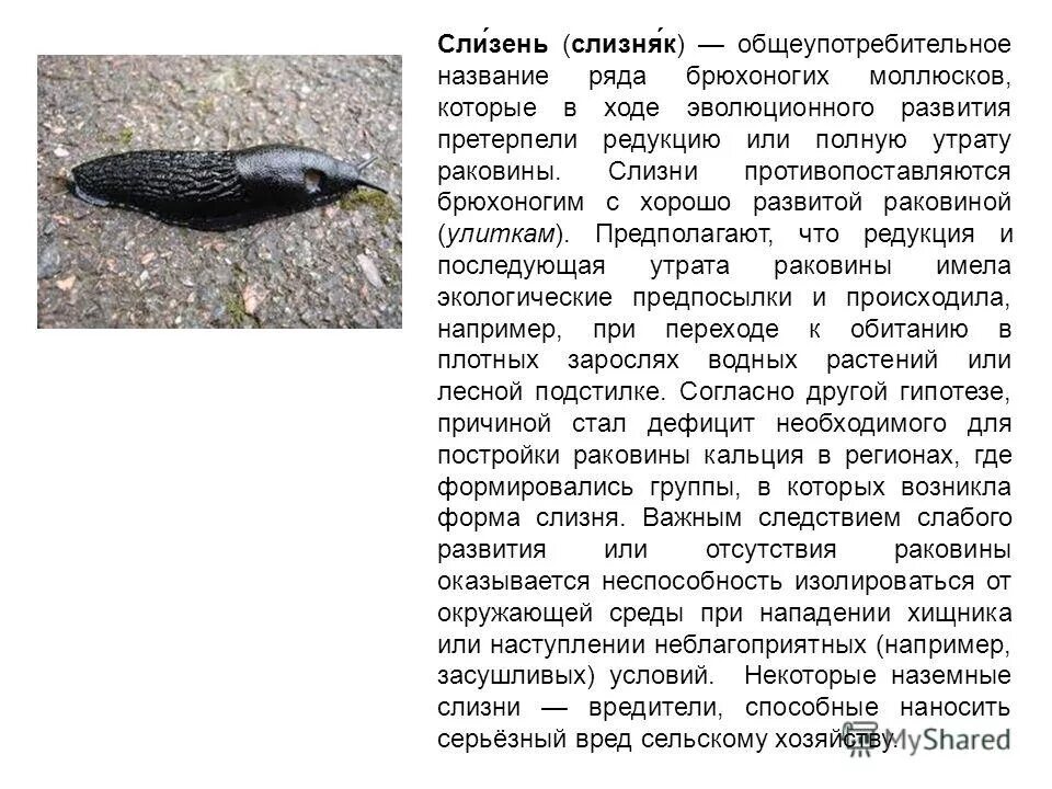 К какому классу относится слизень