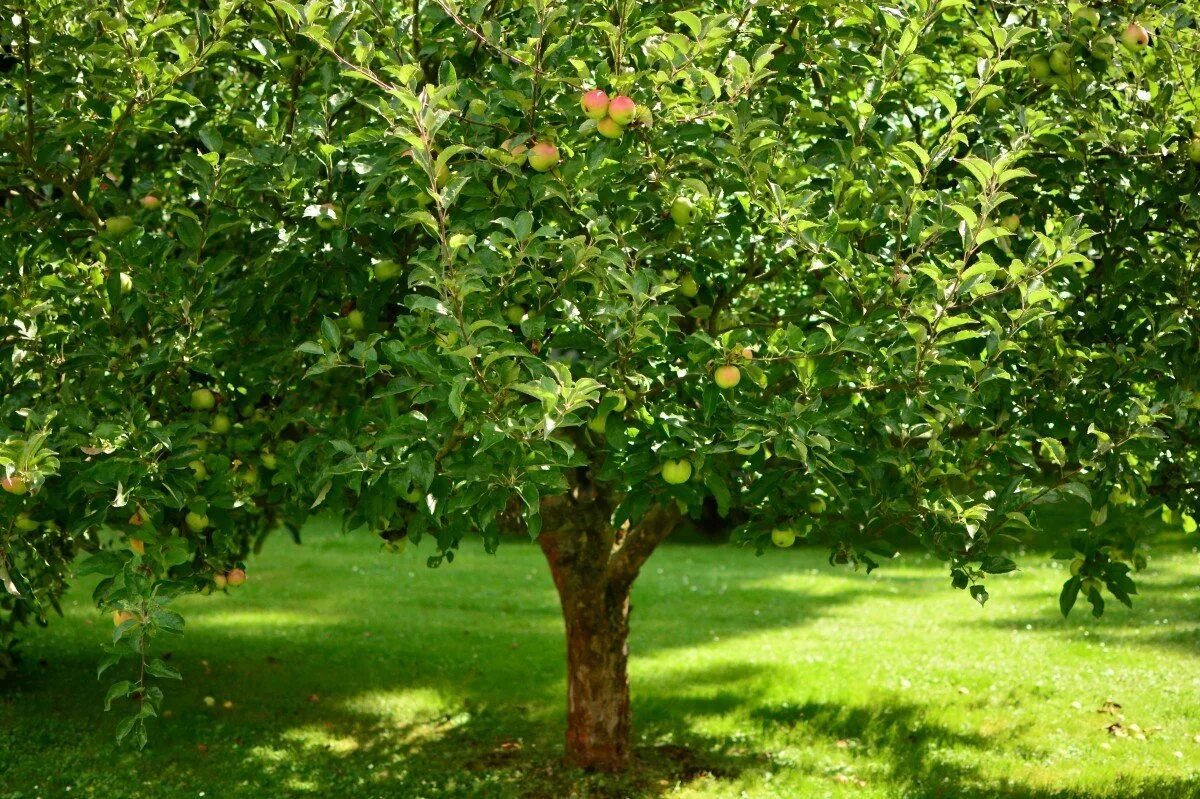 10 плодовых деревьев. Крона яблони. Карликовые крупномеры яблонь. Яблоня дерево крупномер. Яблоня Медуница дерево.
