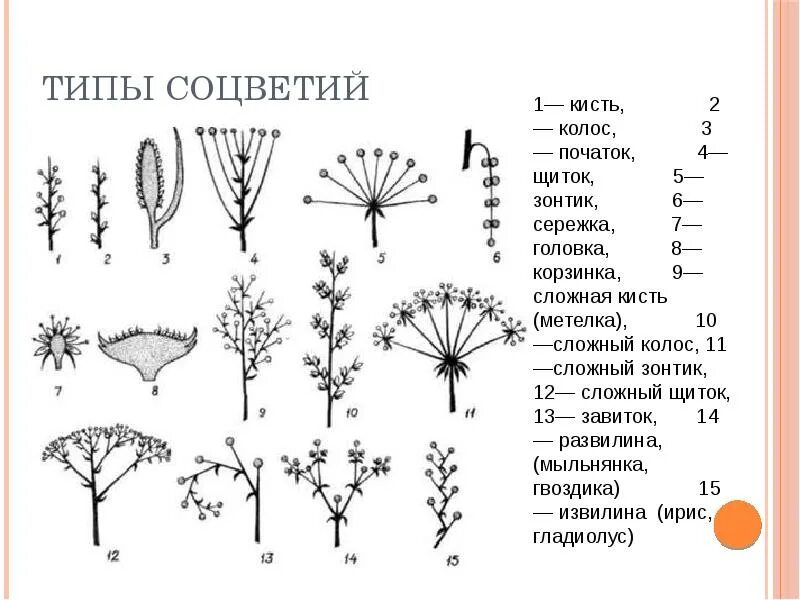 Соцветие кистевидная корзинка. Соцветие кистевидная корзинка рисунок. Схема классификации соцветий цветковых растений. Соцветия цветковых растений.