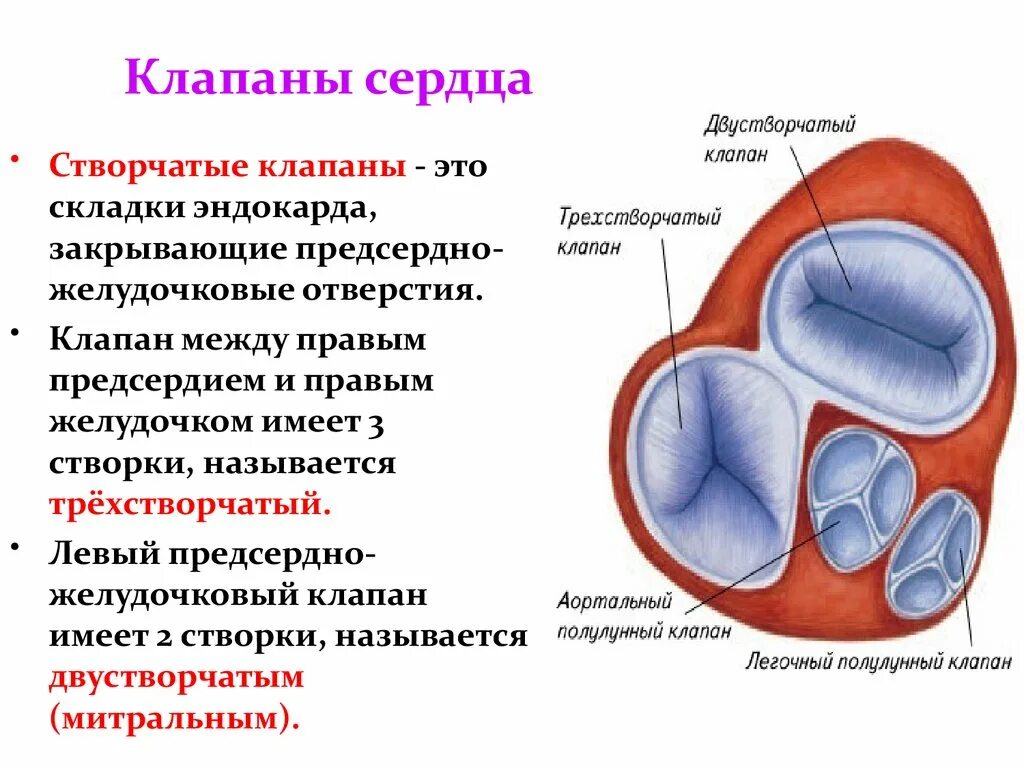 Клапаны сердца створчатые трехстворчатый. Где расположены клапаны сердца. Строение и расположение клапанов сердца. Строение створчатого клапана. Сердце образовано клетками