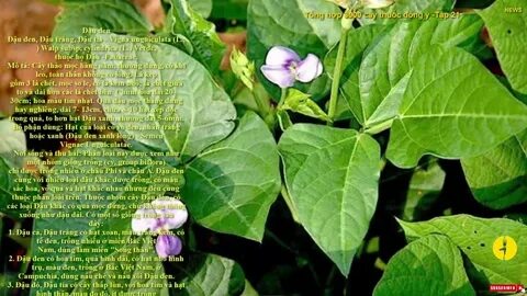 Try plant