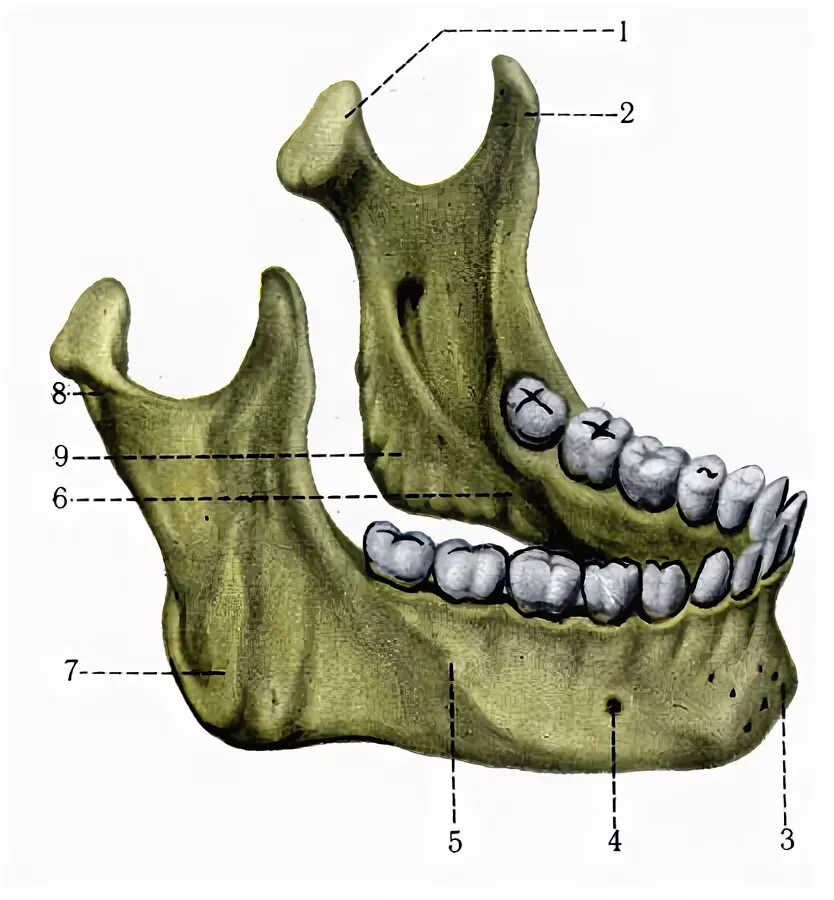 Linea mylohyoidea нижней челюсти. Нижняя челюсть кость анатомия. Processus coronoideus нижней челюсти. Нижняя челюсть tuberositas. Челюсть на английском