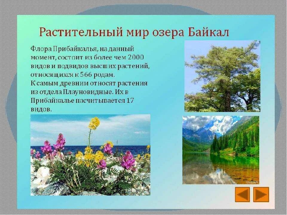 Темы недели растительный мир. Растительный мир озера Байкал. Растения Байкала. Растительный мир Байкала для дошкольников.