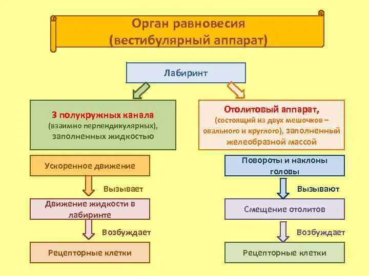 Функции органа равновесия 8 класс. Строение лабиринта вестибулярного аппарата таблица. орган равновесия схема 8 класс.