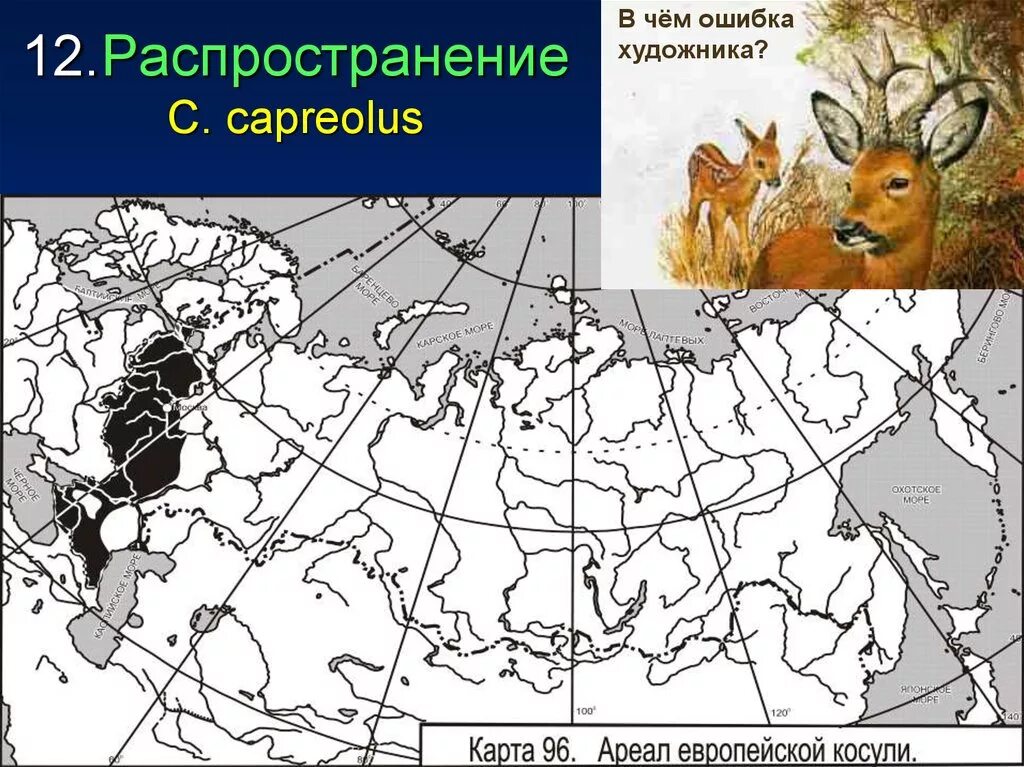 Сибирская косуля ареал обитания. Косуля европейская ареал обитания карта. Россия ореол обитания оленей. Косуля ареал обитания в России. Ареал распространения оленьих пастбищ