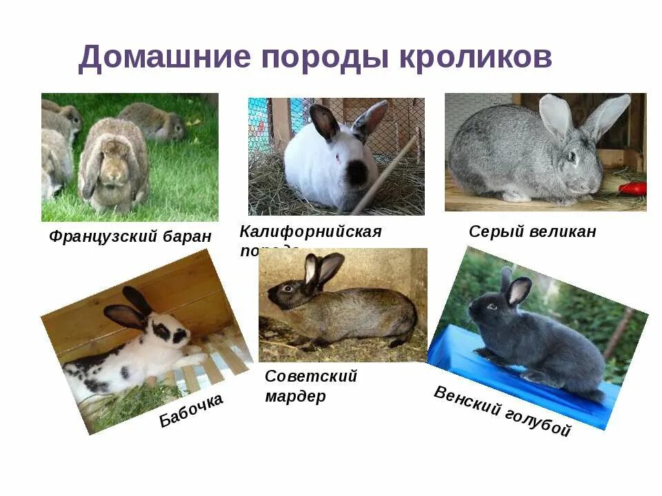 Породы домашних животных окружающий. Домашние животные и птицы плакат. Породы животных. Породы домашних животных 2 класс. Приведите примеры пород животных.