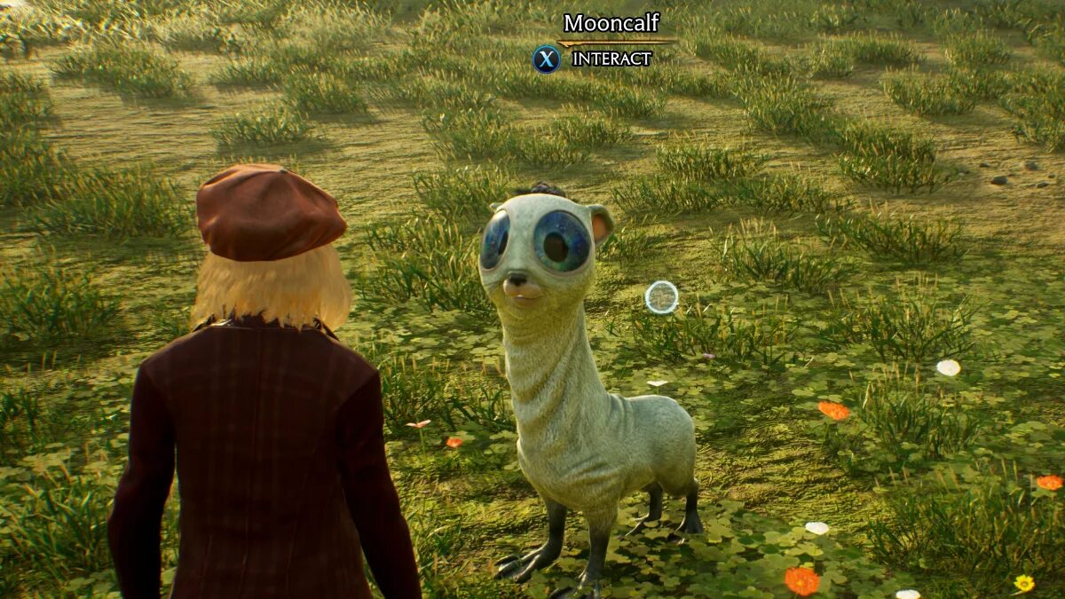 Hogwarts legacy питомцы. Твари в хогвартс легаси. Пушишки хогвартс легаси. Хогвартс легаси фантастические твари. Hogwarts legacy фантастические твари.