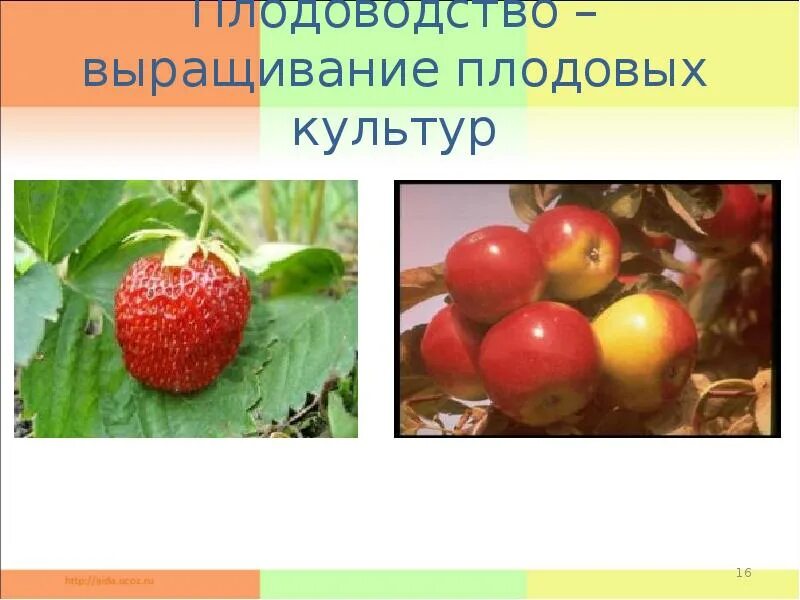 Плодоводство сообщение 4 класс. Плодоводство в нашем крае. плодоводство это 4 класс окружающий мир. слайд плодоводство. плодовые культуры нашего края.
