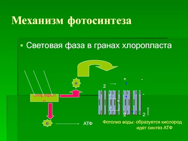 Фотосинтез это выбрать. Синтез атф фотосинтез. фотофосфорилирование фотосинтез. окислительное фосфорилирование фотосинтез. фосфорилирование в фотосинтезе.