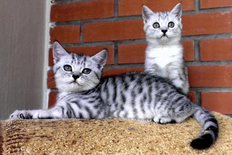 британец вискас. котёнок вискас фото. котенок цвета вискас. британские котята вискас. котенок цвета вискас.