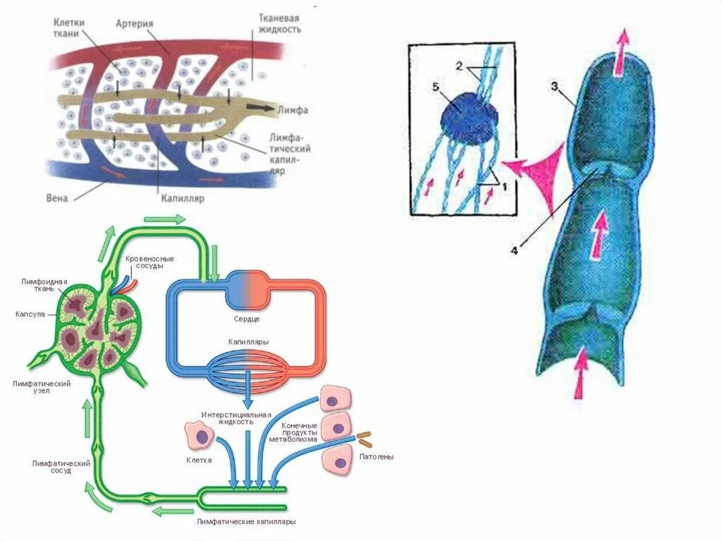 Крупные лимфатические сосуды. Схема кровообращения и лимфотока. Циркуляция крови тканевой жидкости и лимфы схема. Лимфатические сосуды. Лимфатическая система с кровообращением.