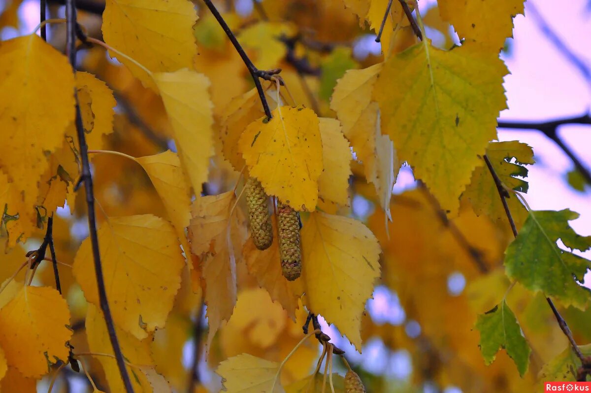 Frunze, mesteacan, galben, natura, copac Leaf images, Fall pictures nature, Fall