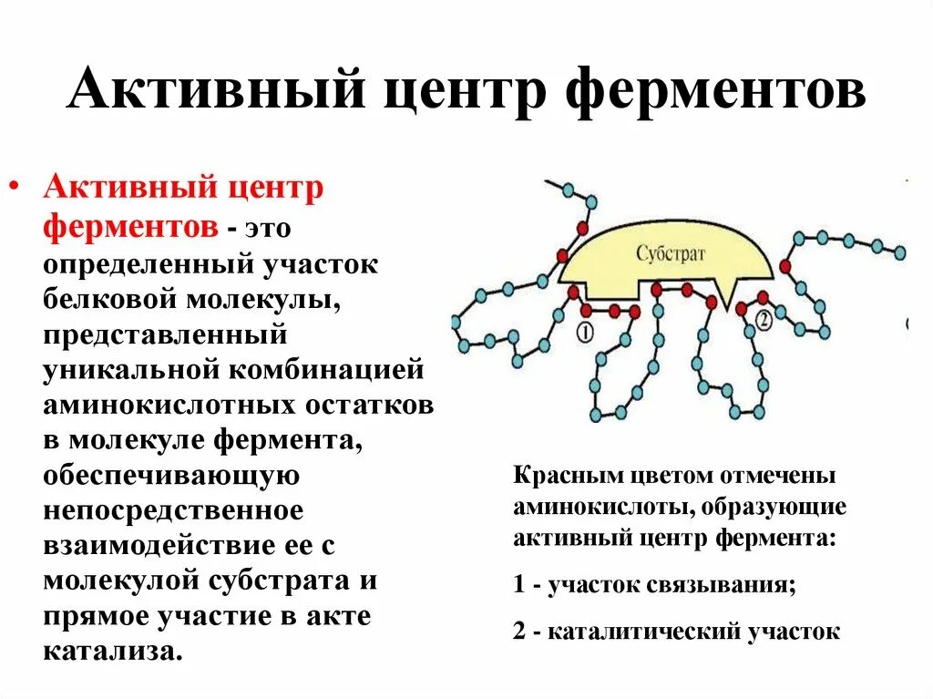 Структура активного центра фермента. Каталитический, субстратный, активный центр ферментов.. Строение активного центра ферментов. Активный центр.