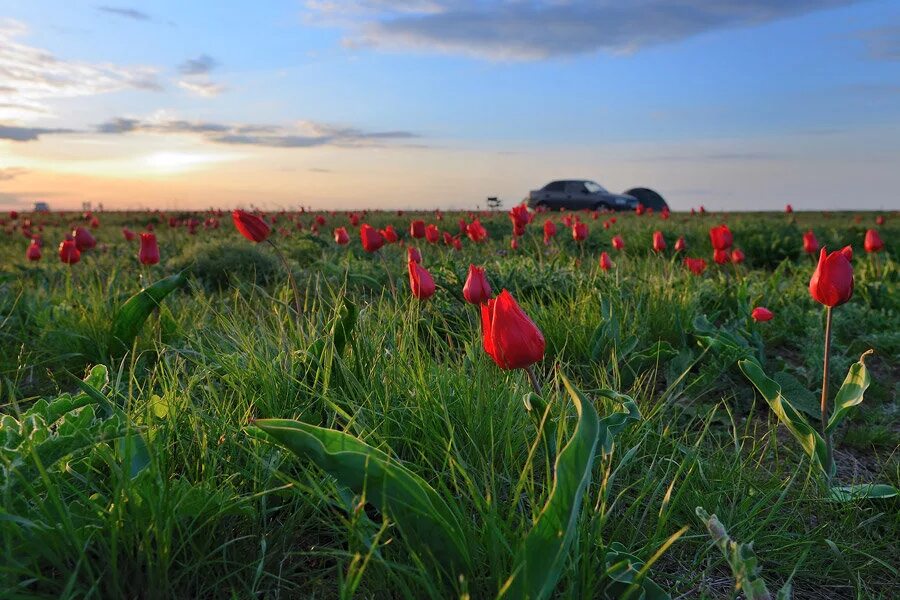 Цветение тюльпанов в калмыкии 2024. Калмыкия весной степь цветёт. Тюльпаны в степи. Калмыкия цветение тюльпанов 2021. Элиста калмыкия поле тюльпанов.
