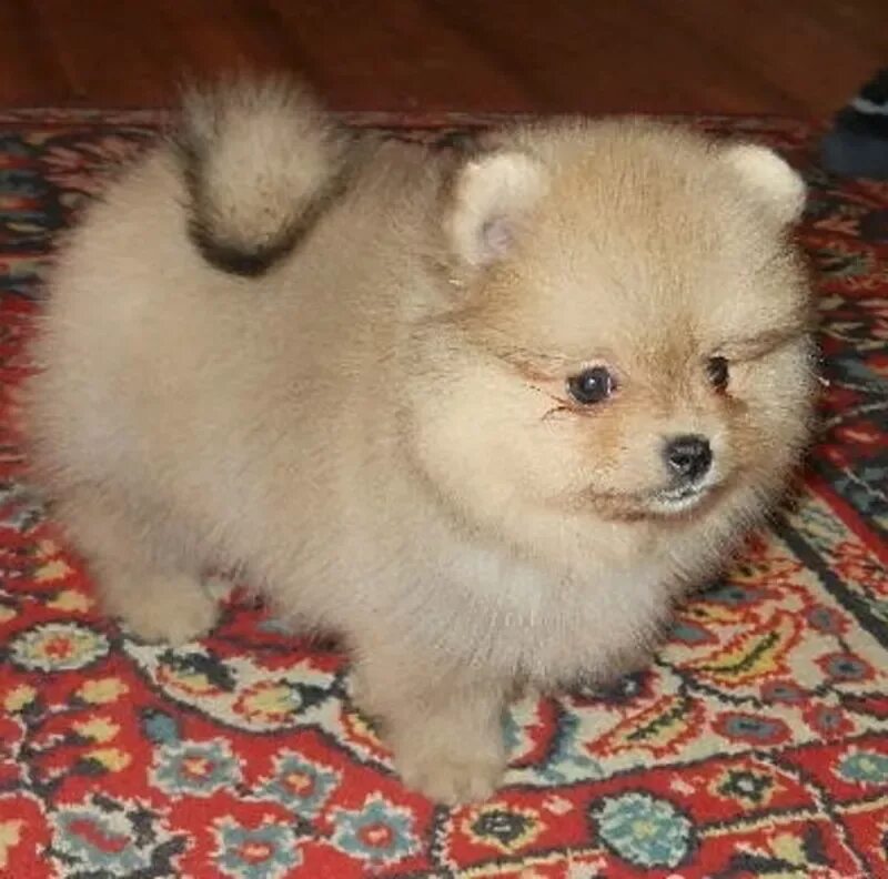 Овчарка немецкая щенок в елизово. Щенок алабая 12 дней. Собаки. Щенок сао 1. Казахская овчарка.