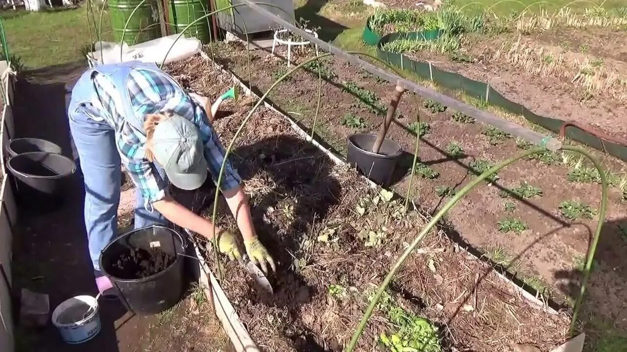 Посадка перцев и баклажанов в открытый грунт. Огород на открытом грунте. помидоры на грядке. подготовка грядок. грядка для баклажанов в открытом грунте.