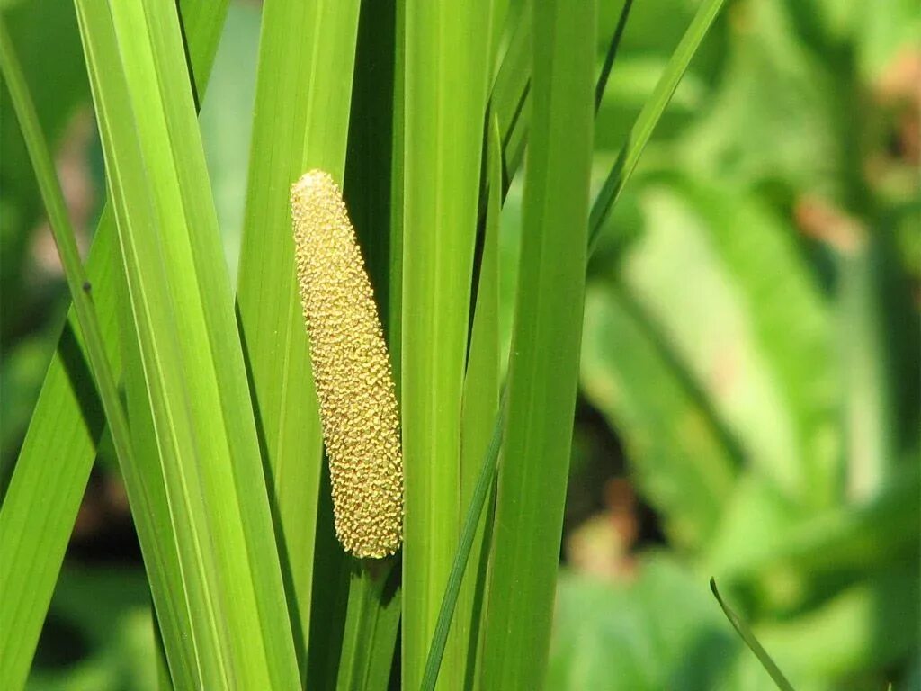 АИР обыкновенный - Acorus Calamus. АИР болотный (Acorus Calamus). АИР обыкновенный корневища. АИР обыкновенный (Acorus Calamus l.). Покажи аир