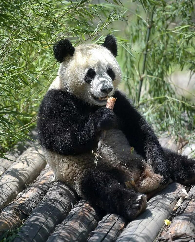 Сычуань панды. Большая китайская Панда. Wolong National nature Reserve. Сычуань резерваты Панда. Большая панда медведь