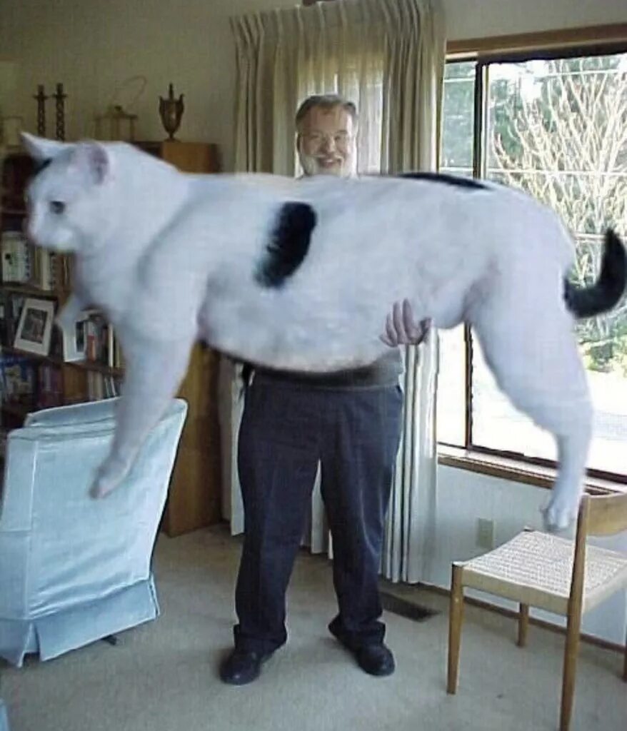 Largest cat