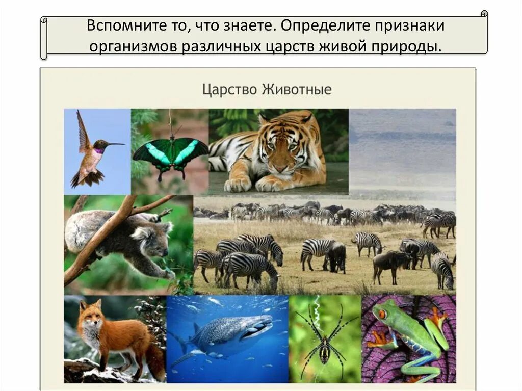 Высокое разнообразие видов представителей царства животные. Мир живых организмов. разные организмы. царство животные. все виды живых организмов.