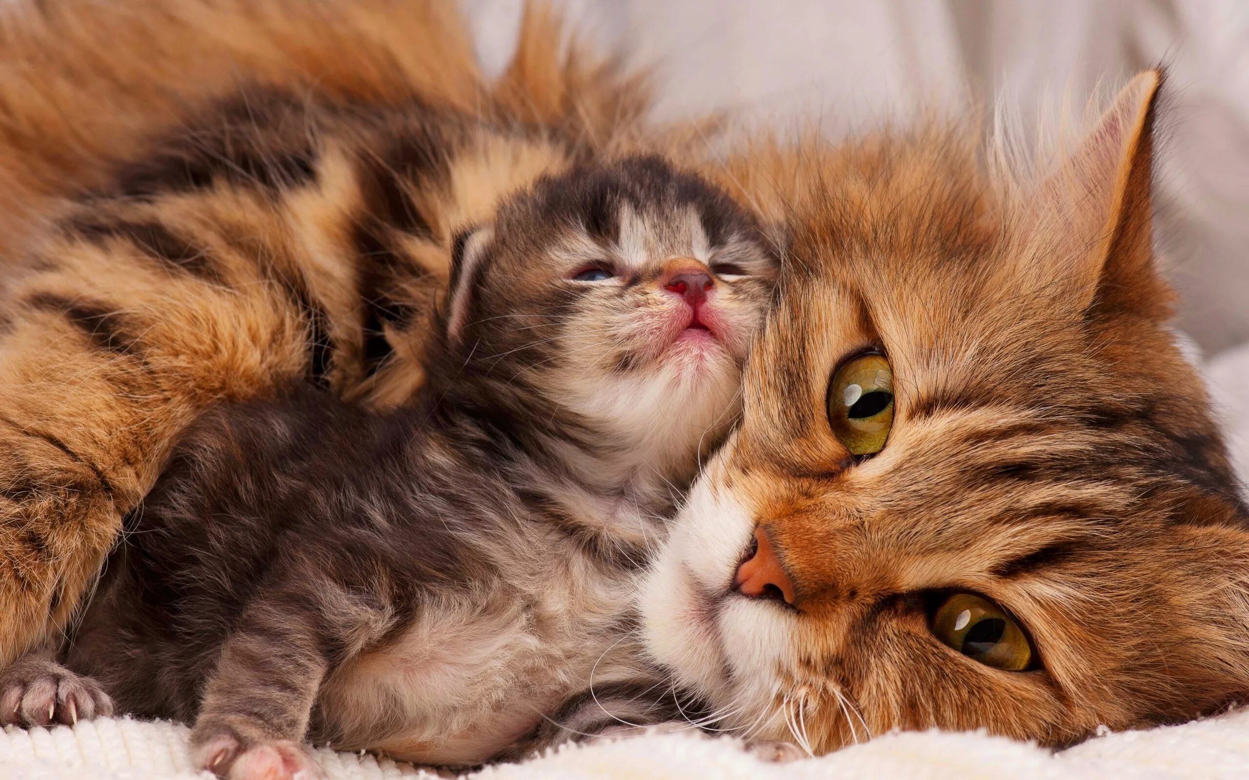 Caring cat