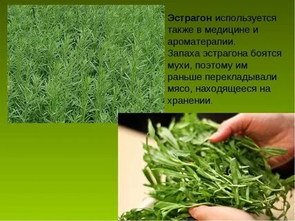 Эстрагон польза и вред