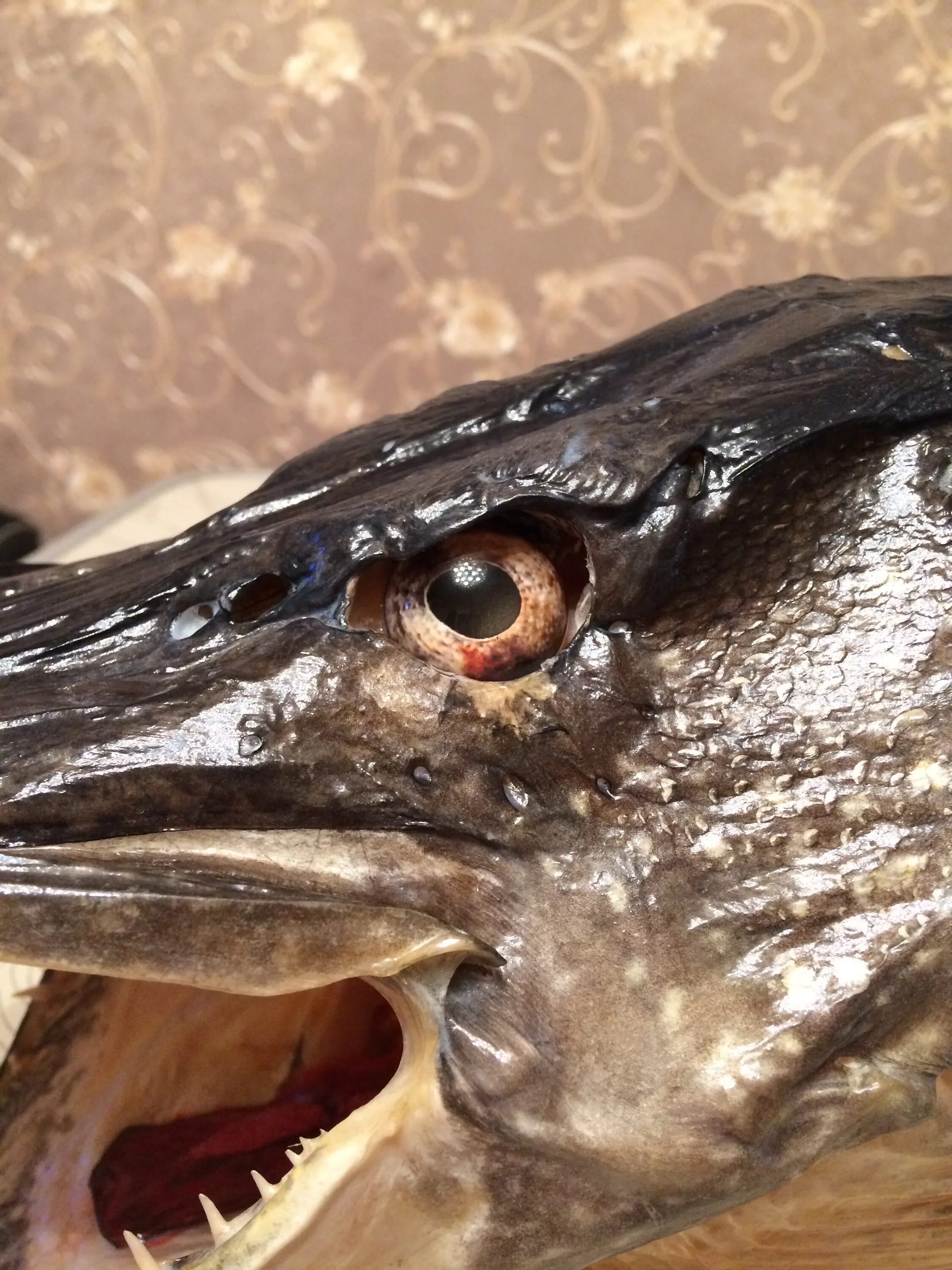 Глаза щуки. Голова щуки. Таксидермия голова. Глаза чучела. Чучело рыбы.