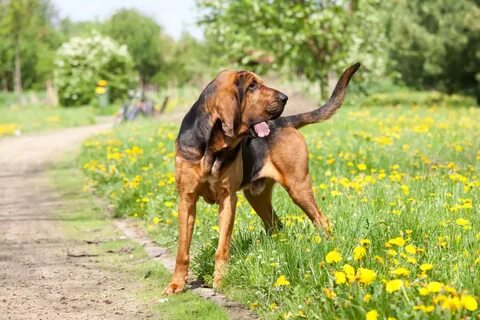 Blood hound