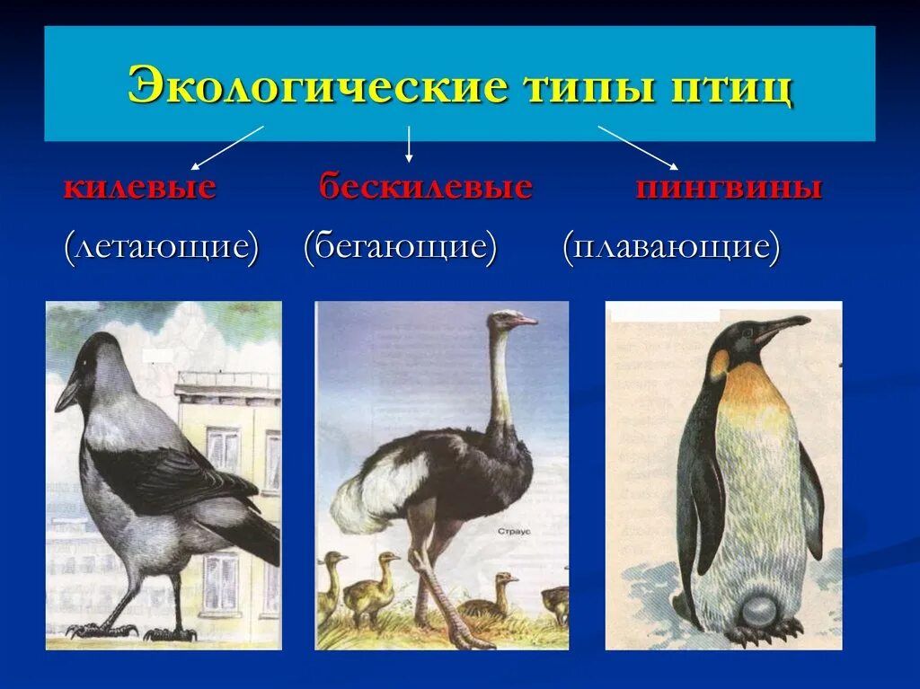 Многообразие птиц 8 класс. Экологические группы птиц. Экологические типы птиц. Птицы экологические группы птиц. Классификация птиц экологическая.