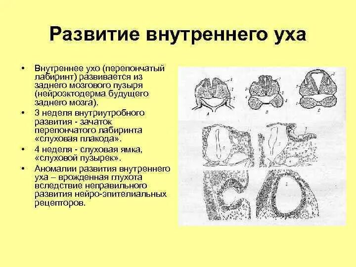 Развитие внутреннего уха. Эволюция внутреннего уха. Внутреннее ухо развитие. Формирование среднего уха.